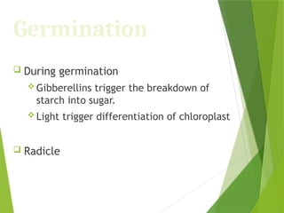 Germination
 During germination
 Gibberellins trigger the breakdown of
starch into sugar.
 Light trigger differentiation of chloroplast
 Radicle
 
