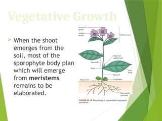 Vegetative Growth
 When the shoot
emerges from the
soil, most of the
sporophyte body plan
which will emerge
from meristems
remains to be
elaborated.
 