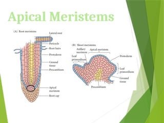 Apical Meristems
 