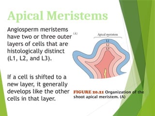 Apical Meristems
Angiosperm meristems
have two or three outer
layers of cells that are
histologically distinct
(L1, L2, and L3).
If a cell is shifted to a
new layer, it generally
develops like the other
cells in that layer.
FIGURE 20.21 Organization of the
shoot apical meristem. (A)
 