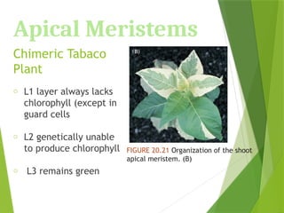 Apical Meristems
Chimeric Tabaco
Plant
o L1 layer always lacks
chlorophyll (except in
guard cells
o L2 genetically unable
to produce chlorophyll
o L3 remains green
FIGURE 20.21 Organization of the shoot
apical meristem. (B)
 