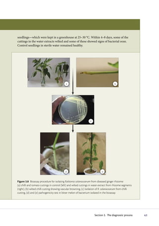 seedlings—which were kept in a greenhouse at 25–30 °C. Within 4–8 days, some of the
cuttings in the water extracts wilted and some of these showed signs of bacterial ooze.
Control seedlings in sterile water remained healthy.




                                             a                                            b




                                                                    c




                                            d                                  e


Figure 3.8 Bioassay procedure for isolating Ralstonia solanacearum from diseased ginger rhizome:
(a) chilli and tomato cuttings in control (left) and wilted cuttings in water extract from rhizome segments
(right), (b) wilted chilli cutting showing vascular browning, (c) isolation of R. solanacearum from chilli
cutting, (d) and (e) pathogenicity test in bitter melon of bacterium isolated in the bioassay




                                                                        Section 3. The diagnostic process     41
 
