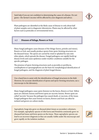 Seek help if you are not confident in determining the cause of a disease. Do not
guess—the farmer’s income will be affected by your diagnosis and advice.



Plant pathogens are identified as the likely cause of disease in only about half
of plant samples sent to diagnostic laboratories. Plants may be affected by other
factors such as pesticides or environmental stress.



4.2      Diseases of foliage, flowers or fruit


Many fungal pathogens cause diseases of the foliage (leaves, petioles and stems),
flowers or fruit, and usually produce spores from spore-forming structures on
the diseased tissue. The spores are carried by wind or splashed by rain onto
other plants, which spreads the disease. Fungal pathogens can rapidly build up
disease levels and cause epidemics under weather conditions suitable for the
specific pathogen.
The presence of spore-forming structures such as pycnidia or perithecia,
conidiophores or sporangiophores are the basis for morphological identification of
fungal pathogens, and the diagnosis of plant fungal disease.



Use a hand lens to assist with the identification of fungal structures in the field.
However, for accurate identification of spores and spore-forming structures, use a
microscope in the laboratory.


Many fungal pathogens cause spots (lesions) on the leaves, flowers or fruit. Yellow
spots are chlorotic lesions and brown spots are necrotic lesions. Brown spots are
called ‘necrotic’ because the pathogen has caused death, or necrosis, of the tissue.
Fungal pathogens that cause lesions on leaves, flowers and fruit can often be
isolated and grown on culture media.



Saprophytic fungi also grow on diseased plant tissues as secondary colonisers.
For example, saprophytic species of Alternaria and Pestalotia commonly grow on
diseased leaf tissue and form spores on the tissue. These saprophytic species can
lead to an incorrect diagnosis as they are usually visible under the microscope and
grow rapidly on the isolation medium.




                                                           Section 4. Symptoms of disease   45
 