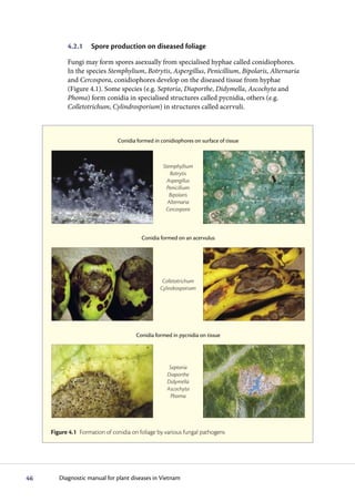 4.2.1     Spore production on diseased foliage

           Fungi may form spores asexually from specialised hyphae called conidiophores.
           In the species Stemphylium, Botrytis, Aspergillus, Penicillium, Bipolaris, Alternaria
           and Cercospora, conidiophores develop on the diseased tissue from hyphae
           (Figure 4.1). Some species (e.g. Septoria, Diaporthe, Didymella, Ascochyta and
           Phoma) form conidia in specialised structures called pycnidia, others (e.g.
           Colletotrichum, Cylindrosporium) in structures called acervuli.



                               Conidia formed in conidiophores on surface of tissue



                                                  Stemphyllium
                                                     Botrytis
                                                    Aspergillus
                                                    Penicillium
                                                     Bipolaris
                                                    Alternaria
                                                   Cercospora



                                         Conidia formed on an acervulus




                                                  Colletotrichum
                                                 Cylindrosporium




                                       Conidia formed in pycnidia on tissue




                                                     Septoria
                                                    Diaporthe
                                                    Didymella
                                                    Ascochyta
                                                     Phoma




     Figure 4.1 Formation of conidia on foliage by various fungal pathogens




46      Diagnostic manual for plant diseases in Vietnam
 