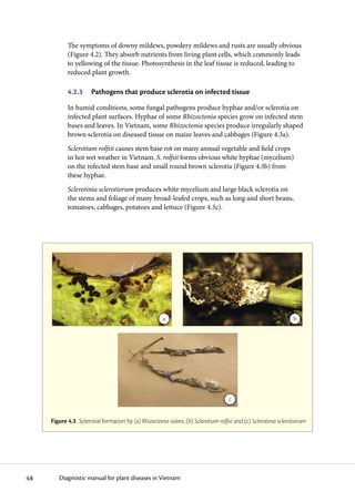 The symptoms of downy mildews, powdery mildews and rusts are usually obvious
            (Figure 4.2). They absorb nutrients from living plant cells, which commonly leads
            to yellowing of the tissue. Photosynthesis in the leaf tissue is reduced, leading to
            reduced plant growth.

            4.2.3      Pathogens that produce sclerotia on infected tissue

            In humid conditions, some fungal pathogens produce hyphae and/or sclerotia on
            infected plant surfaces. Hyphae of some Rhizoctonia species grow on infected stem
            bases and leaves. In Vietnam, some Rhizoctonia species produce irregularly shaped
            brown sclerotia on diseased tissue on maize leaves and cabbages (Figure 4.3a).
            Sclerotium rolfsii causes stem base rot on many annual vegetable and field crops
            in hot wet weather in Vietnam. S. rolfsii forms obvious white hyphae (mycelium)
            on the infected stem base and small round brown sclerotia (Figure 4.3b) from
            these hyphae.
            Sclerotinia sclerotiorum produces white mycelium and large black sclerotia on
            the stems and foliage of many broad-leafed crops, such as long and short beans,
            tomatoes, cabbages, potatoes and lettuce (Figure 4.3c).




                                                       a                                                         b




                                                                                    c


     Figure 4.3 Sclerotial formation by (a) Rhizoctonia solani, (b) Sclerotium rolfsii and (c) Sclerotinia sclerotiorum




48      Diagnostic manual for plant diseases in Vietnam
 