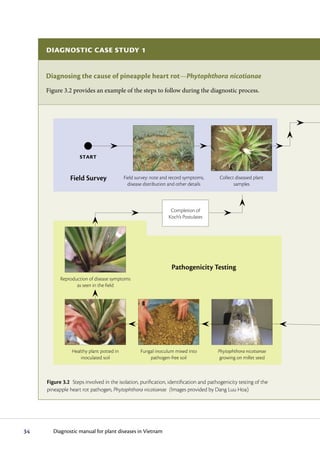 Diagnostic case study 1

     Diagnosing the cause of pineapple heart rot—Phytophthora nicotianae
     Figure 3.2 provides an example of the steps to follow during the diagnostic process.




                    START


                Field Survey              Field survey: note and record symptoms,      Collect diseased plant
                                            disease distribution and other details            samples



                                                                 Completion of
                                                                Koch’s Postulates




                                                                 Pathogenicity Testing
           Reproduction of disease symptoms
                  as seen in the field




                Healthy plant potted in           Fungal inoculum mixed into          Phytophthora nicotianae
                    inoculated soil                   pathogen-free soil               growing on millet seed



     Figure 3.2 Steps involved in the isolation, purification, identification and pathogenicity testing of the
     pineapple heart rot pathogen, Phytophthora nicotianae (Images provided by Dang Luu Hoa)




34      Diagnostic manual for plant diseases in Vietnam
 