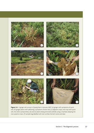 a                                                         b




                                                c                                                         d




                                                e                                                         f


Figure 3.4 A ginger wilt survey in Quang Nam in January 2007: (a) ginger with symptoms of quick
wilt, (b) ginger plants with yellowing, a symptom of slow wilt, (c) adjacent crops, one crop with quick
wilt, the other symptomless, (d) and (e) plants being removed carefully using a machete, keeping the
root systems intact, (f) sample bag labelled with site number, farmer’s name and date




                                                                       Section 3. The diagnostic process      37
 
