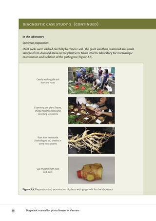 Diagnostic case study 2 (continued)

     In the laboratory
     Specimen preparation
     Plant roots were washed carefully to remove soil. The plant was then examined and small
     samples from diseased areas on the plant were taken into the laboratory for microscopic
     examination and isolation of the pathogens (Figure 3.5).




                  Gently washing the soil
                     from the roots




               Examining the plant (leaves,
                shoot, rhizome, roots) and
                   recording symptoms




                 Root knot nematode
               (Meloidogyne sp.) present in
                   some root systems




                  Cut rhizome from root
                         and stem




     Figure 3.5 Preparation and examination of plants with ginger wilt for the laboratory




38      Diagnostic manual for plant diseases in Vietnam
 