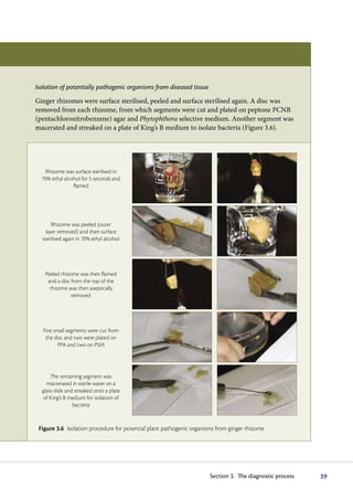 Isolation of potentially pathogenic organisms from diseased tissue
Ginger rhizomes were surface sterilised, peeled and surface sterilised again. A disc was
removed from each rhizome, from which segments were cut and plated on peptone PCNB
(pentachloronitrobenzene) agar and Phytophthora selective medium. Another segment was
macerated and streaked on a plate of King’s B medium to isolate bacteria (Figure 3.6).




   Rhizome was surface sterilised in
  70% ethyl alcohol for 5 seconds and
                flamed




       Rhizome was peeled (outer
    layer removed) and then surface
  sterilised again in 70% ethyl alcohol




   Peeled rhizome was then flamed
    and a disc from the top of the
     rhizome was then aseptically
               removed




   Five small segments were cut from
    the disc and two were plated on
          PPA and two on PSM




      The remaining segment was
    macterated in sterile water on a
  glass slide and streaked onto a plate
   of King’s B medium for isolation of
                 bacteria



 Figure 3.6 Isolation procedure for potential plant pathogenic organisms from ginger rhizome




                                                                      Section 3. The diagnostic process   39
 