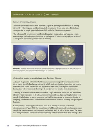 Diagnostic case study 2 (continued)

     Recovery of potential pathogens
     Fusarium spp. were isolated from rhizomes (Figure 3.7) from plants identified as having
     slow wilt—yellowing and root knot nematode symptoms—from some sites. The isolates
     were purified by single spore isolation and identified as Fusarium oxysporum.
     The colonies of F. oxysporum were identical in culture on carnation leaf agar and potato
     dextrose agar, indicating that they could be pathogenic. (Cultures of saprophytic strains of
     F. oxysporum are usually quite variable in culture.)




     Figure 3.7 Isolation of Fusarium oxysporum from some segments of ginger rhizomes on selective isolation
     medium (peptone pentachloronitrobenzene agar) for Fusarium



     Phytophthora species were not isolated from the ginger rhizome.
     A Pocket Diagnostic® Kit test for Ralstonia solanacearum was positive for rhizomes from
     three plants identified as having quick wilt, which indicates that this bacterium was present
     in the rhizome tissue. The kit test was negative for a rhizome from a plant identified as
     having slow wilt symptoms (yellowing)—F. oxysporum was isolated from this rhizome.
     A variety of bacterial colonies were isolated on King’s B medium and it was not possible to
     identify putative colonies of R. solanacearum with confidence. Because the plants that were
     sampled had obvious to severe symptoms and had been subjected to very wet soil prior to
     sampling, conditions would have favoured colonisation of diseased tissue by non-pathogenic
     bacteria.
     Consequently, a bioassay procedure was used in an attempt to recover cultures of
     R. solanacearum (Figure 3.8). The inner tissue of additional rhizomes from plants previously
     sampled at six sites was cut into segments and shaken with 30 mL of sterile water. The water
     was then poured into small containers with freshly cut tomato and chilli stem cuttings—bait




40      Diagnostic manual for plant diseases in Vietnam
 