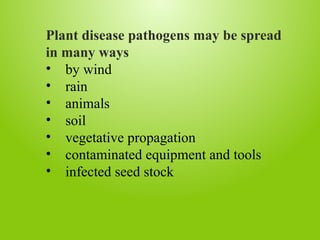 Plant disease pathogens may be spread
in many ways
• by wind
• rain
• animals
• soil
• vegetative propagation
• contaminated equipment and tools
• infected seed stock
 