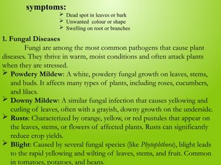 symptoms:
 Dead spot in leaves or bark
 Unwanted colour or shape
 Swelling on root or branches
1. Fungal Diseases
Fungi are among the most common pathogens that cause plant
diseases. They thrive in warm, moist conditions and often attack plants
when they are stressed.
 Powdery Mildew: A white, powdery fungal growth on leaves, stems,
and buds. It affects many types of plants, including roses, cucumbers,
and lilacs.
 Downy Mildew: A similar fungal infection that causes yellowing and
curling of leaves, often with a grayish, downy growth on the underside.
 Rusts: Characterized by orange, yellow, or red pustules that appear on
the leaves, stems, or flowers of affected plants. Rusts can significantly
reduce crop yields.
 Blight: Caused by several fungal species (like Phytophthora), blight leads
to the rapid yellowing and wilting of leaves, stems, and fruit. Common
in tomatoes, potatoes, and beans.
 