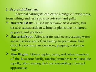 2. Bacterial Diseases
Bacterial pathogens can cause a range of symptoms,
from wilting and leaf spots to soft rots and galls.
 Bacterial Wilt: Caused by Ralstonia solanacearum, this
disease causes sudden wilting in plants like tomatoes,
peppers, and potatoes.
 Bacterial Spot: Affects fruits and leaves, causing water-
soaked lesions and often leading to premature fruit
drop. It’s common in tomatoes, peppers, and stone
fruits.
 Fire Blight: Affects apples, pears, and other members
of the Rosaceae family, causing branches to wilt and die
rapidly, often turning dark and resembling a burned
appearance.
 