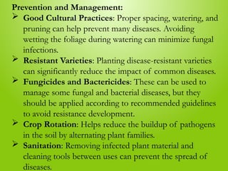 Prevention and Management:
 Good Cultural Practices: Proper spacing, watering, and
pruning can help prevent many diseases. Avoiding
wetting the foliage during watering can minimize fungal
infections.
 Resistant Varieties: Planting disease-resistant varieties
can significantly reduce the impact of common diseases.
 Fungicides and Bactericides: These can be used to
manage some fungal and bacterial diseases, but they
should be applied according to recommended guidelines
to avoid resistance development.
 Crop Rotation: Helps reduce the buildup of pathogens
in the soil by alternating plant families.
 Sanitation: Removing infected plant material and
cleaning tools between uses can prevent the spread of
diseases.
 