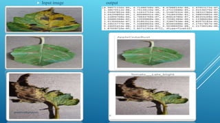 Plant disease detection and classification using deep learning 
