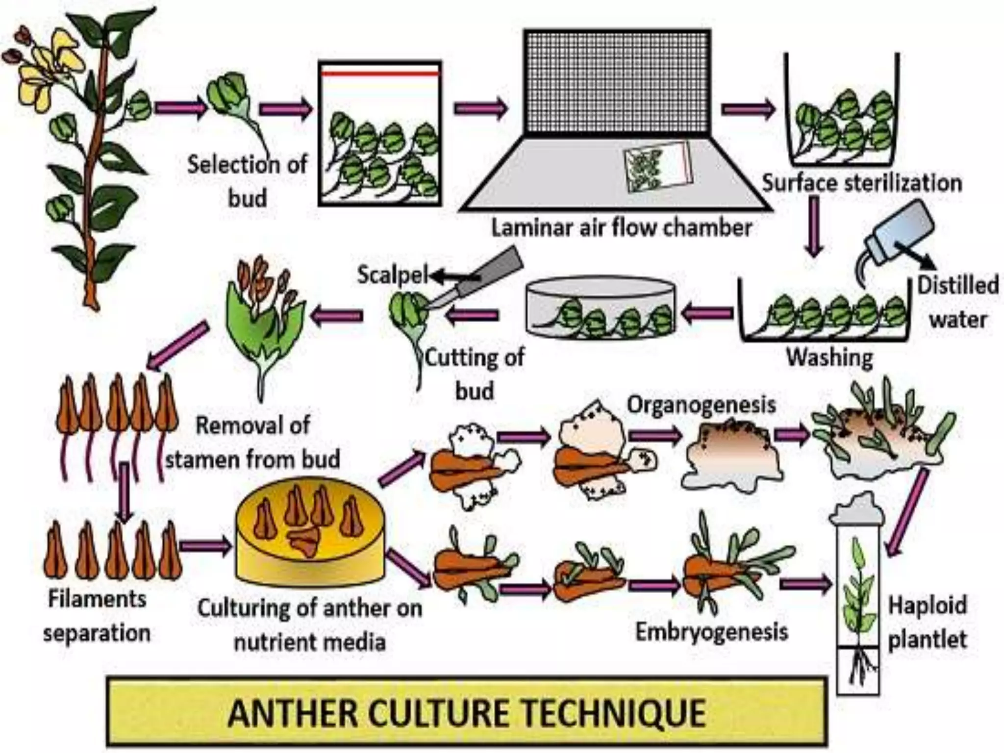 Plant disease management tissue culture techniques | PPTX