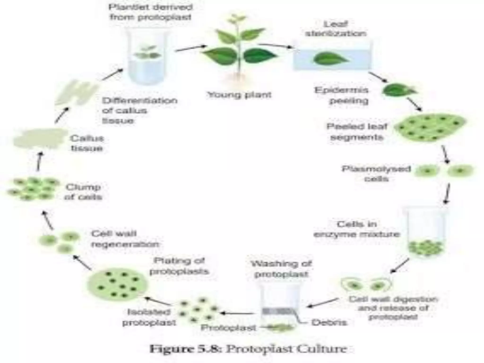 Plant disease management tissue culture techniques | PPTX