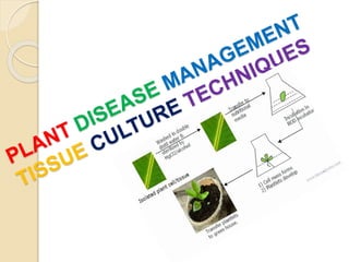 Plant disease management tissue culture techniques | PPTX