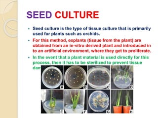 Plant disease management tissue culture techniques | PPTX