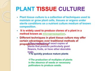 Plant disease management tissue culture techniques | PPTX
