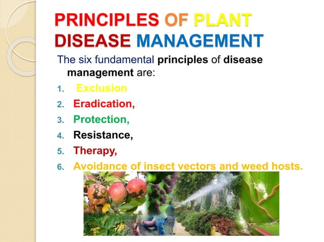 Plant disease management tissue culture techniques | PPTX