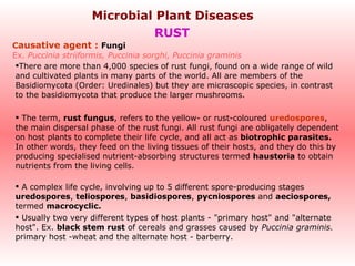   RUST   C ausative agent :   Fungi  Ex.  Puccinia striiformis, Puccinia sorghi, Puccinia graminis ,[object Object],[object Object],[object Object],[object Object],Microbial Plant Diseases 
