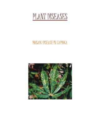 PLANT DISEASES 
MOSAIC DISEASE IN TAPIOCA 
