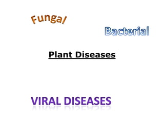 Plant Diseases
 