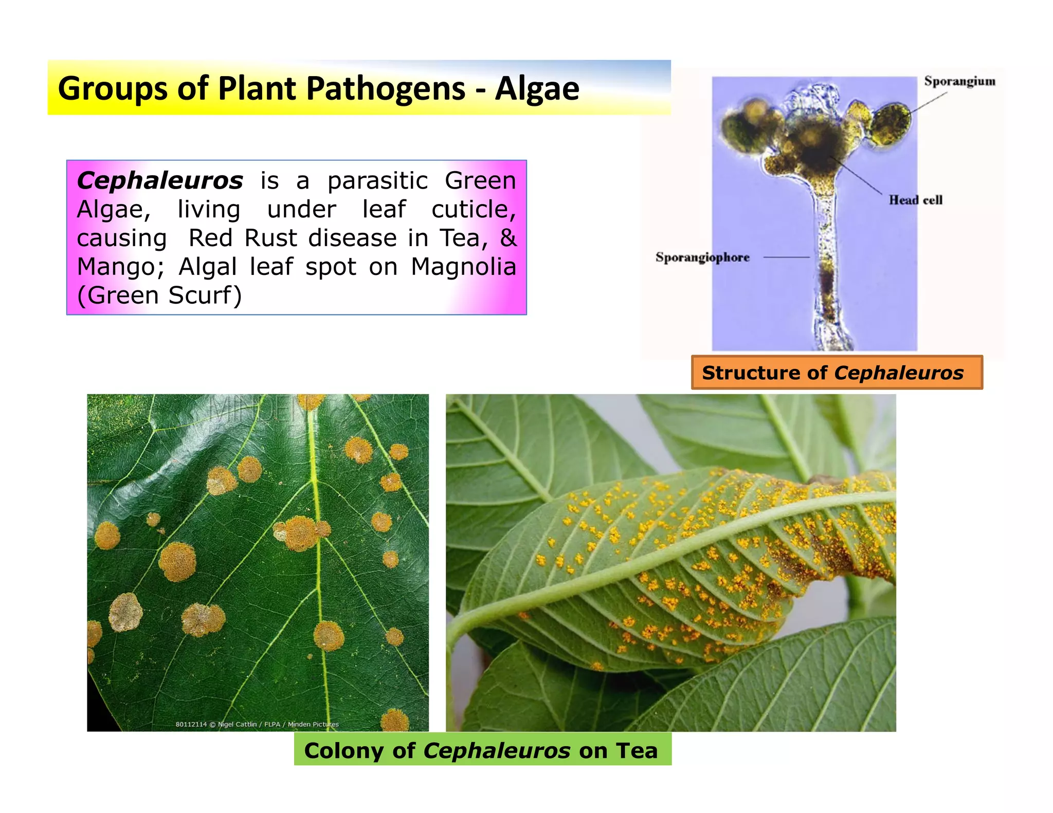 Tea Pathogens Causal Organisms for Plant diseases and its symptoms. | PDF
