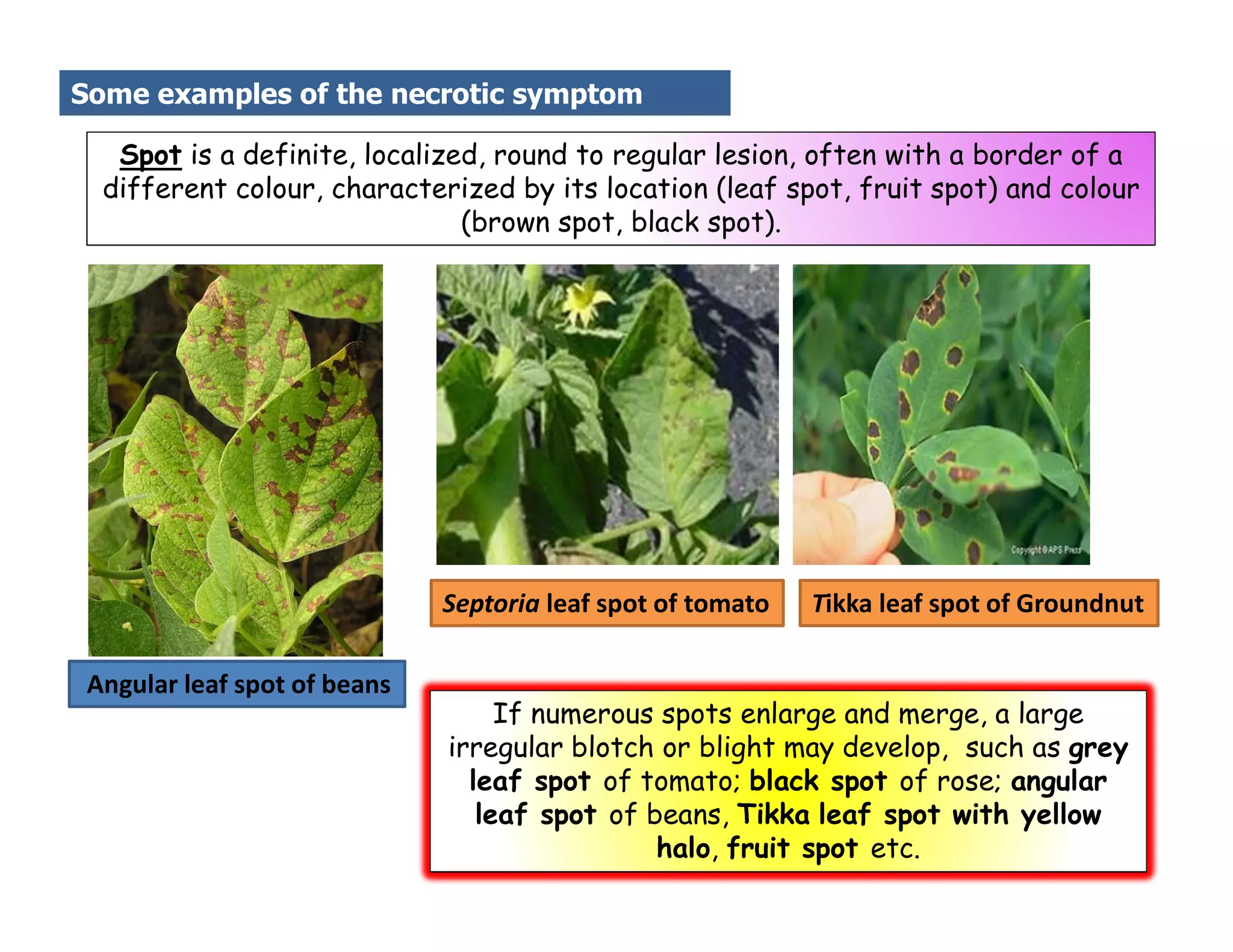 Causal Organisms for Plant diseases and its symptoms. | PDF