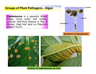 Causal Organisms for Plant diseases and its symptoms. | PDF