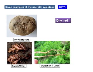 Causal Organisms for Plant diseases and its symptoms. | PDF
