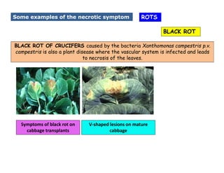 Causal Organisms for Plant diseases and its symptoms. | PDF