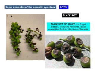Causal Organisms for Plant diseases and its symptoms. | PDF