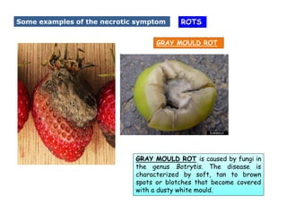Causal Organisms for Plant diseases and its symptoms. | PDF
