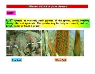 Causal Organisms for Plant diseases and its symptoms. | PDF