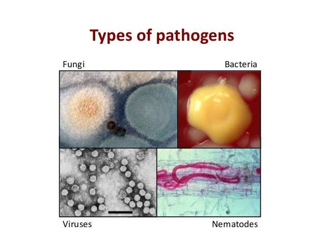 Causal Organisms for Plant diseases and its symptoms.