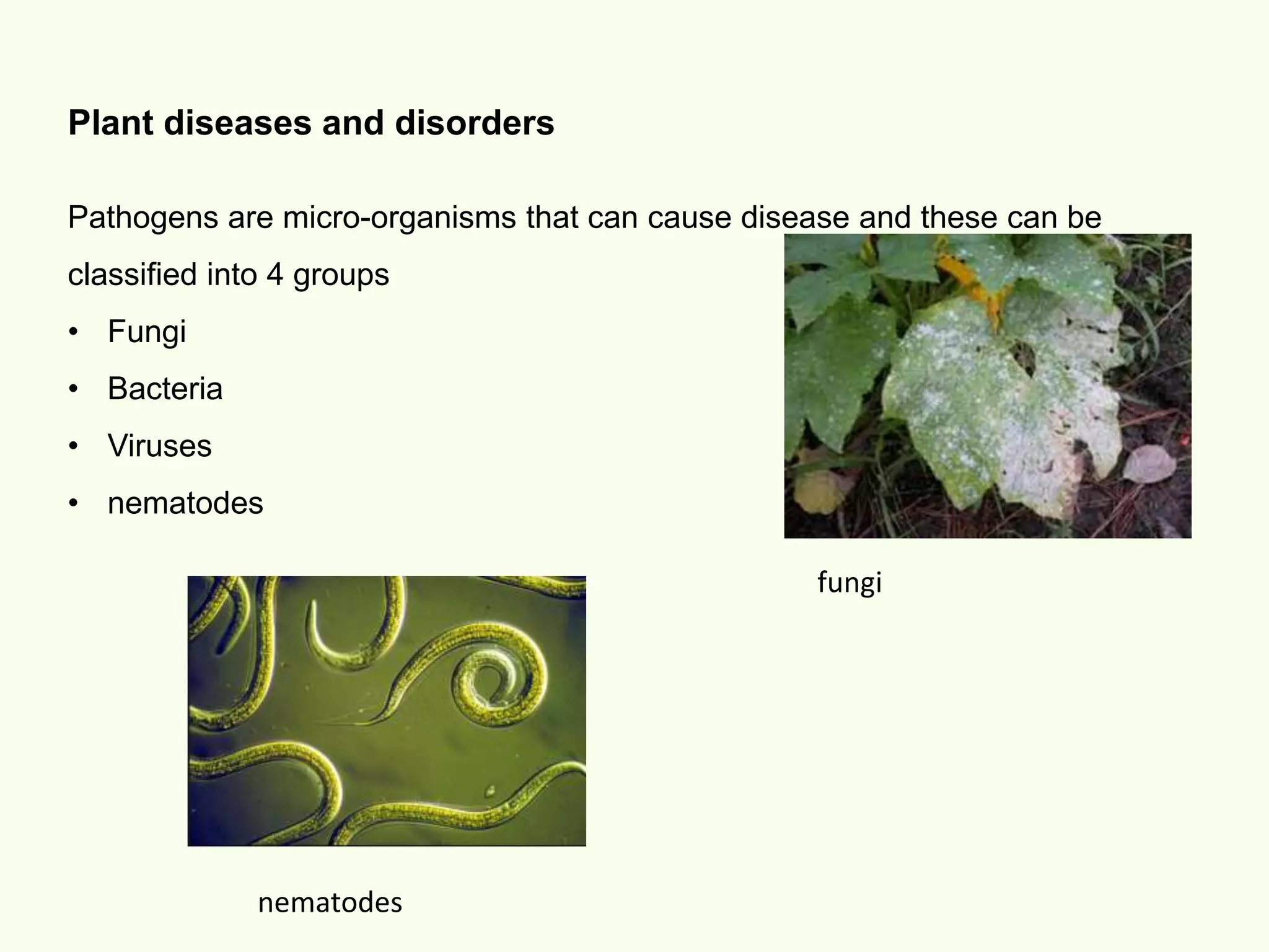 Plant diseases and pests | PPTX
