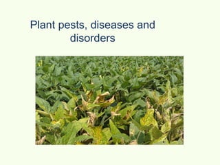 Plant pests, diseases and
disorders
 