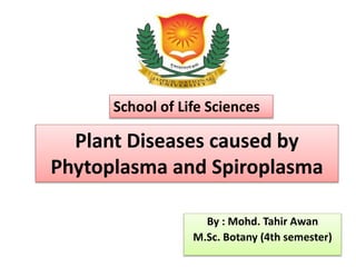 Plant Diseases caused by
Phytoplasma and Spiroplasma
By : Mohd. Tahir Awan
M.Sc. Botany (4th semester)
School of Life Sciences
 