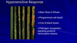 Hypersensitive Response
Stem Rust of Wheat
Programmed cell death
A lot of black boxes
Pathogen recognition,
signaling proteins,
transcription factors,
 