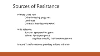Sources of Resistance
Primary Gene Pool
Other breeding programs
Landraces
Germplasm collections (GRIN)
Wild Relatives
Tomato: Lycopersicon genus
Wheat: Agropyron genus
Aegilops tauschii, Triticum monococum
Mutant Transformations: powdery mildew in Barley
 