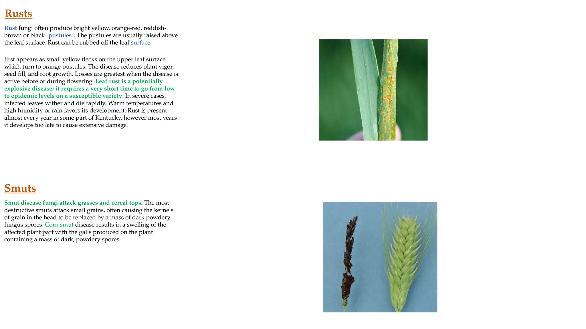 Plant diseases rifa.pptx@123456789012121213 | PPTX