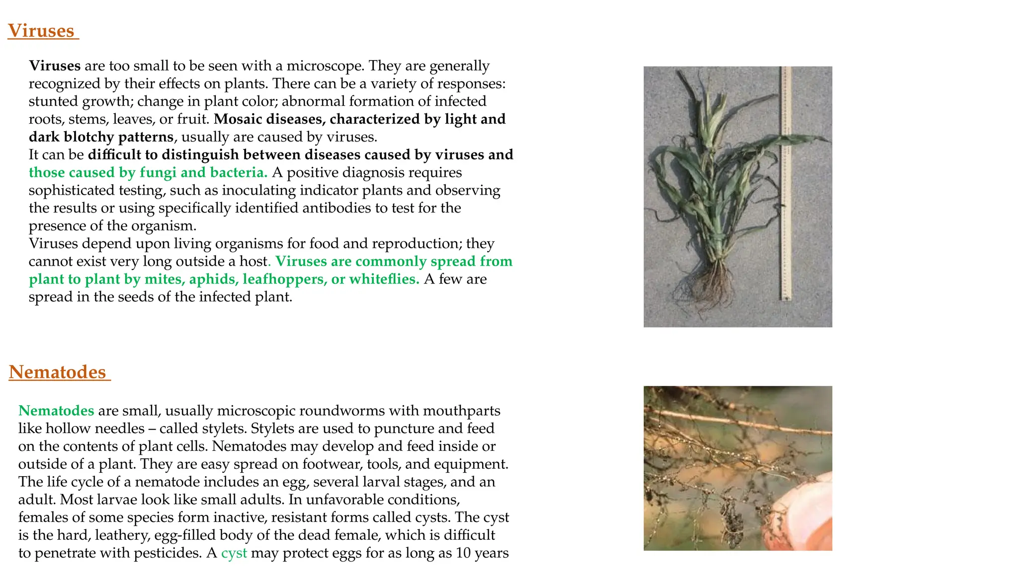 Photo inspiration: Visual Reference: Plant Diseases Rifa Pptx 123456789012121213