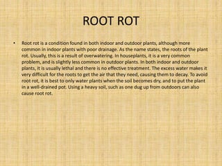 ROOT ROT
• Root rot is a condition found in both indoor and outdoor plants, although more
common in indoor plants with poor drainage. As the name states, the roots of the plant
rot. Usually, this is a result of overwatering. In houseplants, it is a very common
problem, and is slightly less common in outdoor plants. In both indoor and outdoor
plants, it is usually lethal and there is no effective treatment. The excess water makes it
very difficult for the roots to get the air that they need, causing them to decay. To avoid
root rot, it is best to only water plants when the soil becomes dry, and to put the plant
in a well-drained pot. Using a heavy soil, such as one dug up from outdoors can also
cause root rot.
 