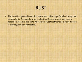 RUST
• Plant rust is a general term that refers to a rather large family of fungi that
attack plants. Frequently, when a plant is affected by rust fungi, many
gardeners feel at a loss as to what to do. Rust treatment as a plant disease
is startling but can be treated.
 