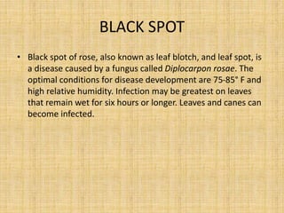 BLACK SPOT
• Black spot of rose, also known as leaf blotch, and leaf spot, is
a disease caused by a fungus called Diplocarpon rosae. The
optimal conditions for disease development are 75-85° F and
high relative humidity. Infection may be greatest on leaves
that remain wet for six hours or longer. Leaves and canes can
become infected.
 