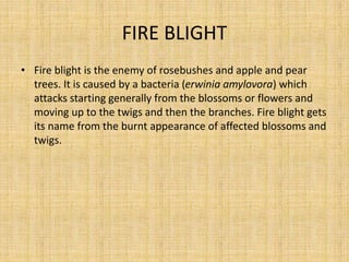 FIRE BLIGHT
• Fire blight is the enemy of rosebushes and apple and pear
trees. It is caused by a bacteria (erwinia amylovora) which
attacks starting generally from the blossoms or flowers and
moving up to the twigs and then the branches. Fire blight gets
its name from the burnt appearance of affected blossoms and
twigs.
 