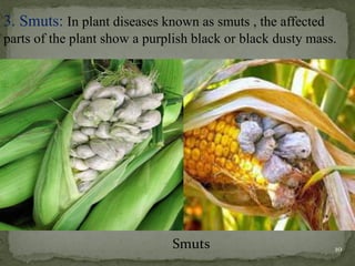 3. Smuts: In plant diseases known as smuts , the affected
parts of the plant show a purplish black or black dusty mass.
Smuts 10
 