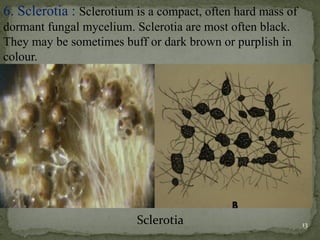 6. Sclerotia : Sclerotium is a compact, often hard mass of
dormant fungal mycelium. Sclerotia are most often black.
They may be sometimes buff or dark brown or purplish in
colour.
Sclerotia 13
 